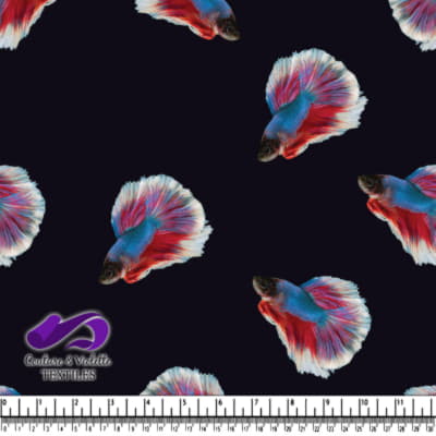 Poissons Combattants Siamois Colorés sur Fond Noir