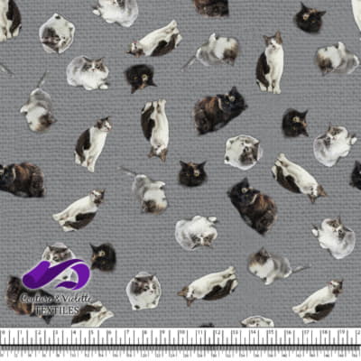 Chat - Mademoiselle sur Texture gris ultime