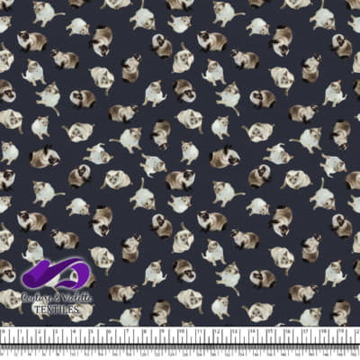 Chat Siamois - Après Minuit Bleu