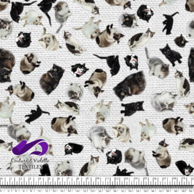 Cat - Cattery on white texture