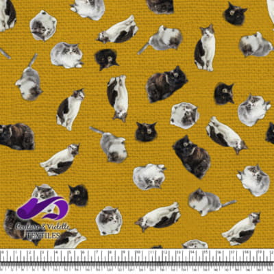 Chat - Mademoiselle sur Texture Blanche